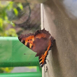 Schmetterlinge als «Haustiere im Kindergarten Hofmatten und Oberstufe 